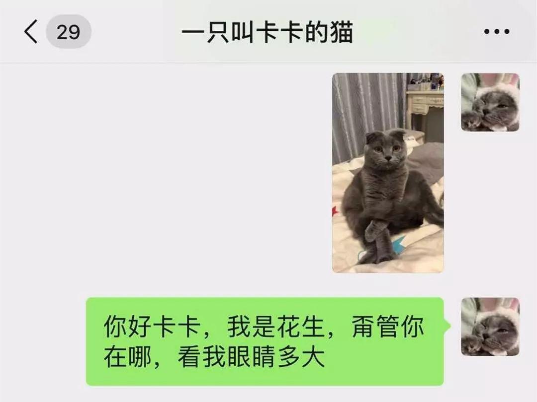 喵语相亲，粉丝家猫收获甜蜜友情！一段跨越网络的神奇情缘