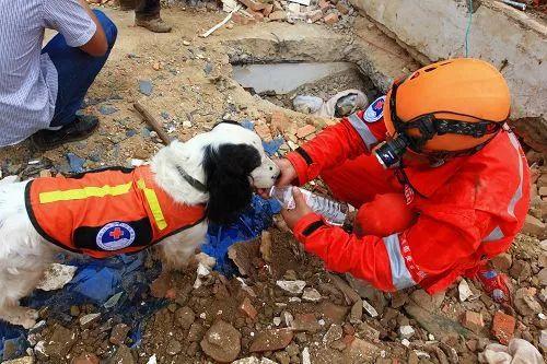 地震获救狗狗一瞬间认出救命恩人