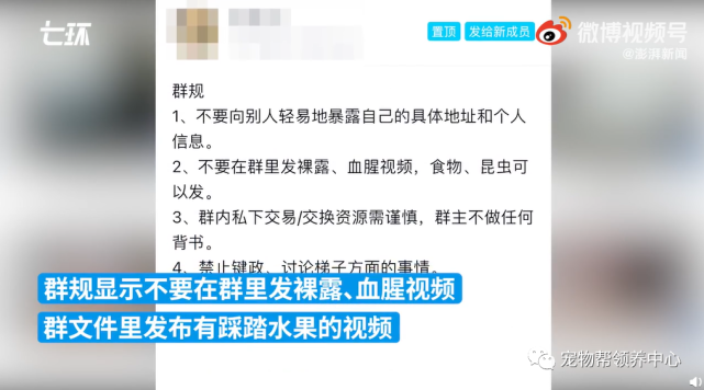 揭秘虐杀宠物产业链调查，病态背后的黑色利益链