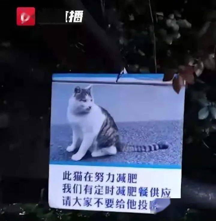 别惹路边的怪猫(Oiiai)