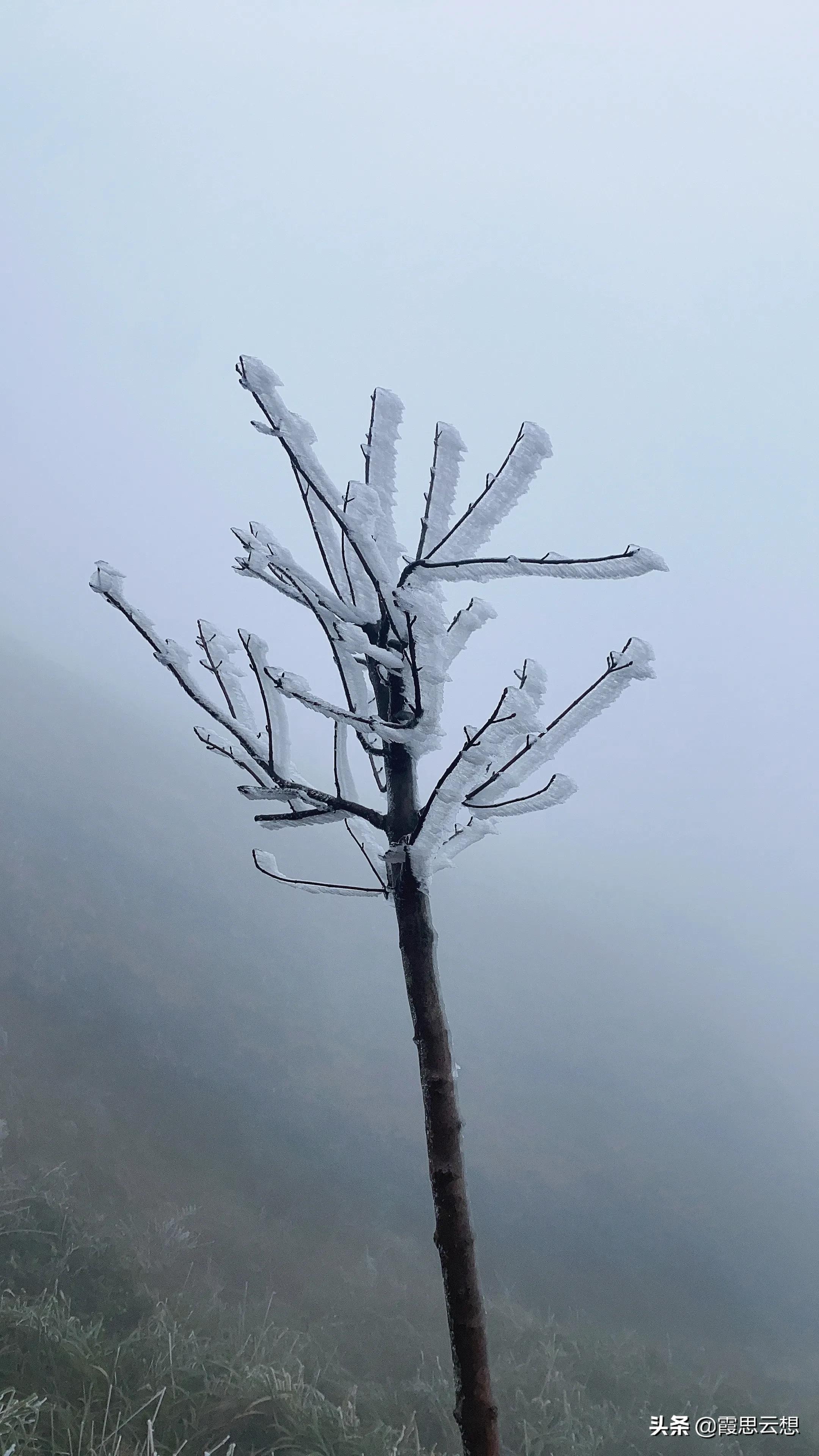 广东罕见景象，寒冷造就冰挂雾凇美景