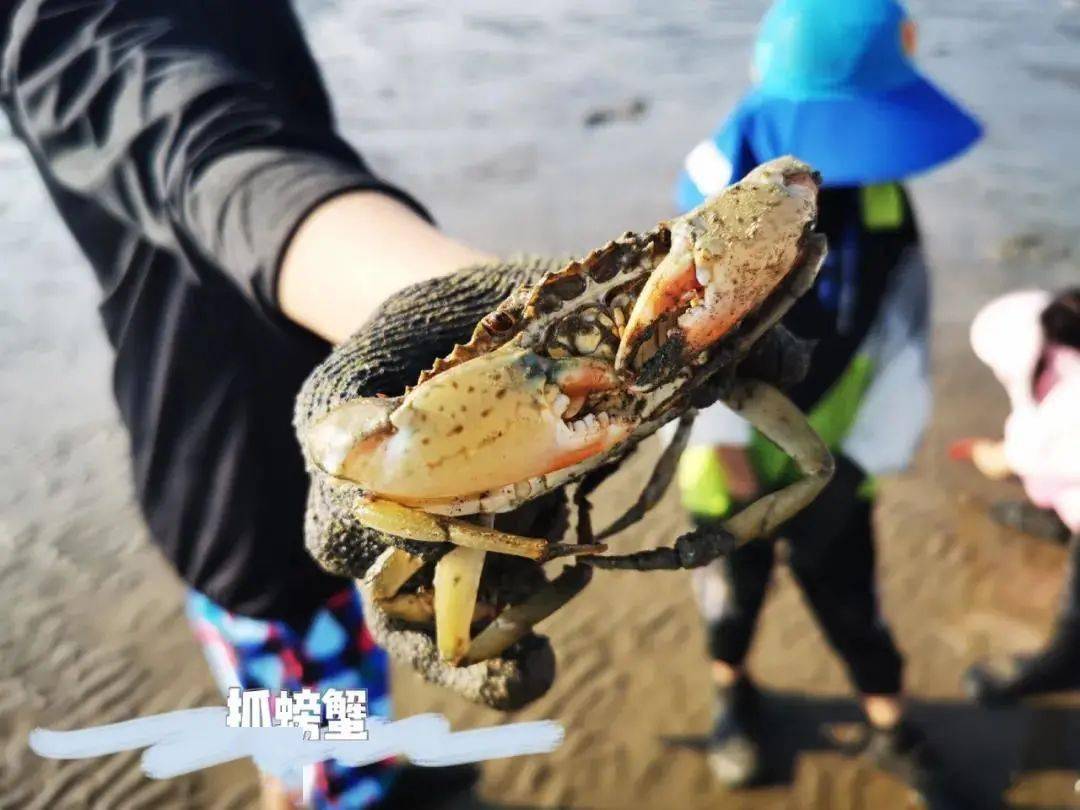 赶海现抓现吃的乐趣，探寻海洋美食的新鲜之旅