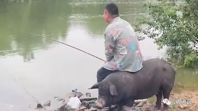 钓鱼钓起200斤肥猪